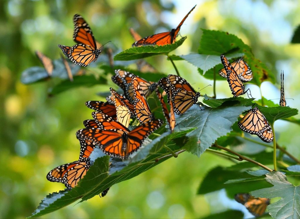 Magnets, Megawatts, and Monarchs: a Partial New Tech Roundup of 2025